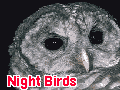 Night         Birds