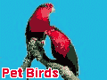 Pet         Birds