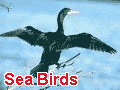 Sea         Birds