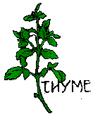 thyme