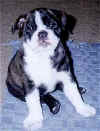 Leah as a puppy