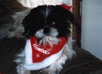 Shih Tzu image