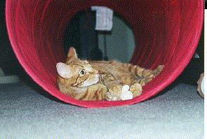 Hi!  Do you like my tunnel?  I got it for my first birthday.  It is 6 feet long, and so much fun to play in!