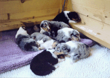 Photo of litter at two weeks