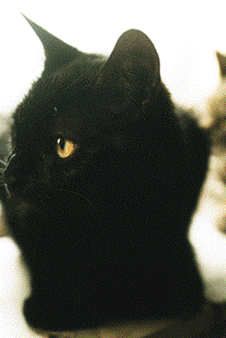 a sultry all black cat with yellow eyes