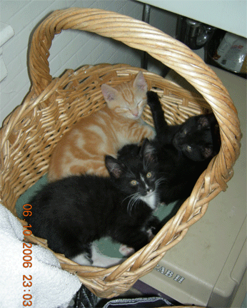 3 kittens in a basket