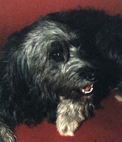 Bonnie, a black and white mixed terrier