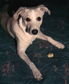 Casey, a mixed yellow lab