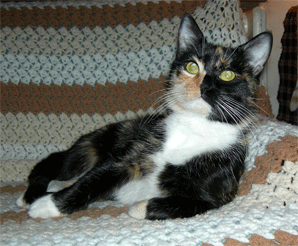 a multicolored cat with incredible eyes