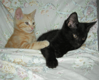 3 kittens in a basket