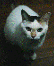 a white cat with turquoise eyes