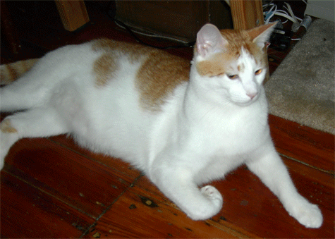 a huge white cat with orange spots