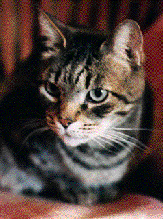 a multi-color grey and black and white cat