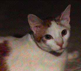 Weirdly Gruesome, a giant white and brown spotted cat