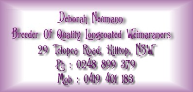 Breeder Of Quality LH Weimaraners : Deborah Neumann : Sydney : Australia