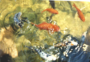 My koi swimming around