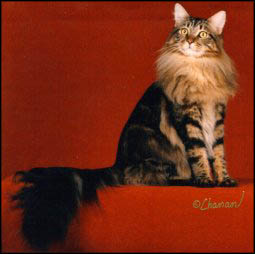 Allie, Maine Coon Cat