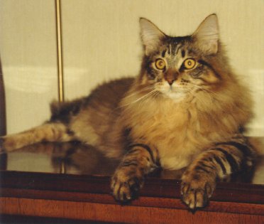 Allie, Maine Coon Cat