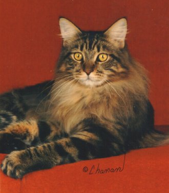 Allie, Maine Coon Cat