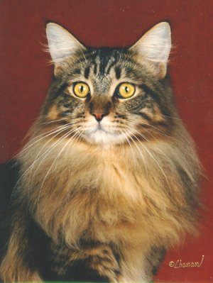 CFA GRC Avicats Almost Eighty, brown tabby Maine Coon male