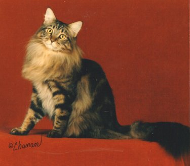 Allie, Maine Coon Cat