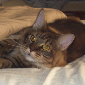 Amaretto, Maine Coon kitten