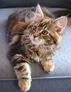 Amaretto, Maine Coon kitten