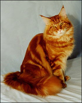 Ariosto, red tabby male Maine Coon Cat