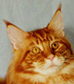 CFA GRC Avicats Ludovico Ariosto, red tabby Maine Coon male