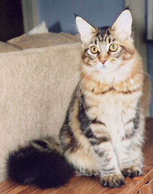 Mida, Maine Coon kitten