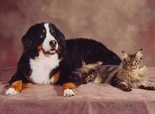 Evie, Maine Coon Cat