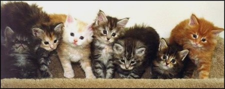 Maine Coon
kittens