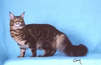 Cadi, Maine Coon Cat