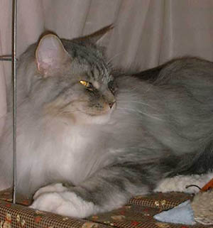 Camden, Maine Coon Cat