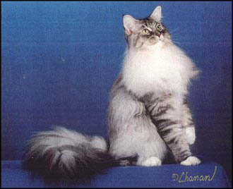 Camden, Maine Coon Cat