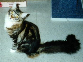 Chloe, Maine Coon Cat