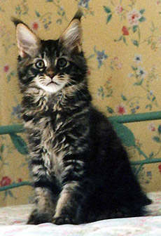 Evie, Maine Coon Cat