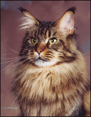 Evie, Maine Coon Cat