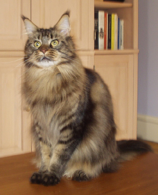 Evie, Maine Coon Cat