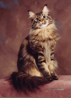 Evie, Maine Coon Cat