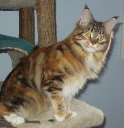 Francesca, Maine Coon Cat