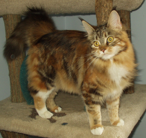 Francesca, Maine Coon Cat