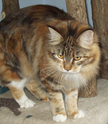 Francesca, Maine Coon Cat