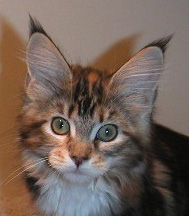 Francesca, Maine Coon Cat