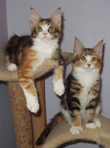 Itsy and Bitsy, Maine Coon Cats