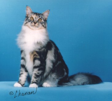 Koa, Maine Coon Cat