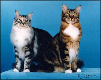 Koa and Todi, Maine Coon Cats