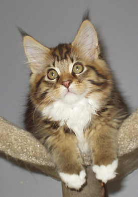 Mattia, Maine Coon Cat