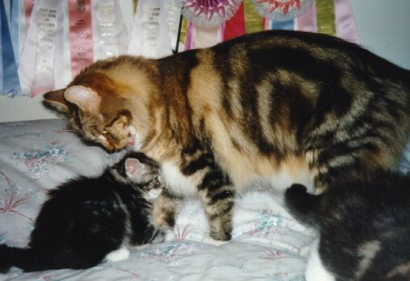 Mimi and her babies