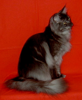 Misu, Maine Coon Cat